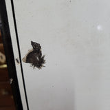 James Purdey & Sons Enamel